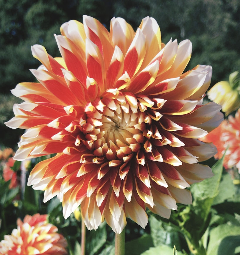 Blooming-flower-2
