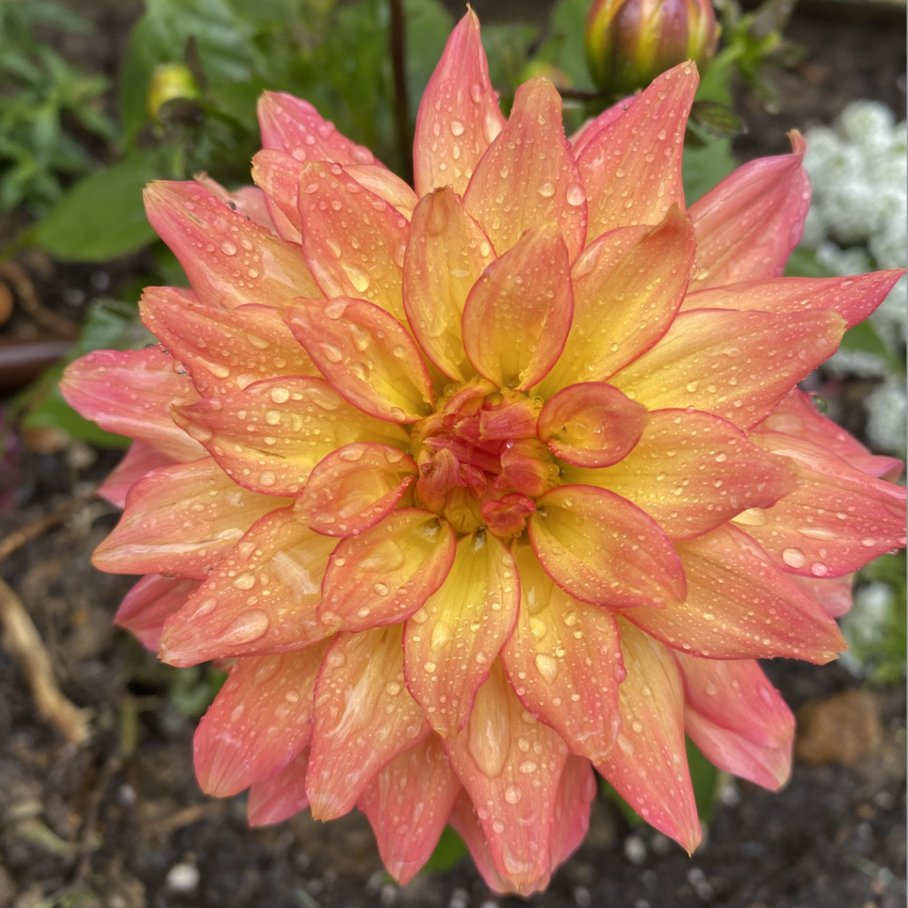 Blooming-flower-3