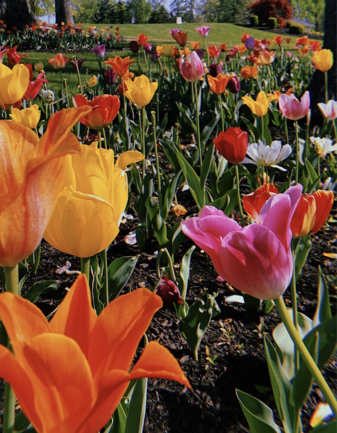 Blooming-Flower-Movement-Activity
